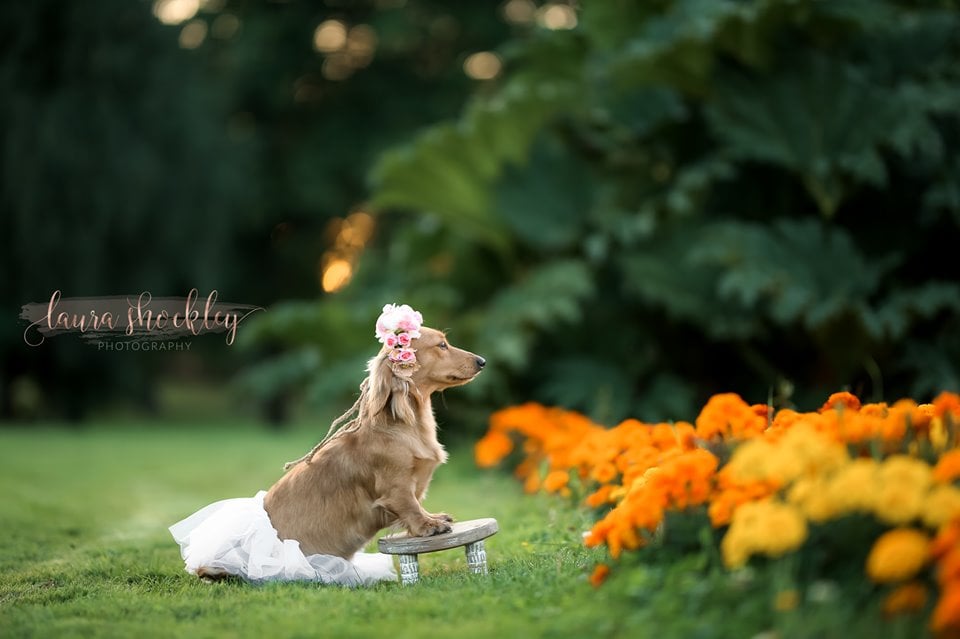 Dachshund Maternity Shoot