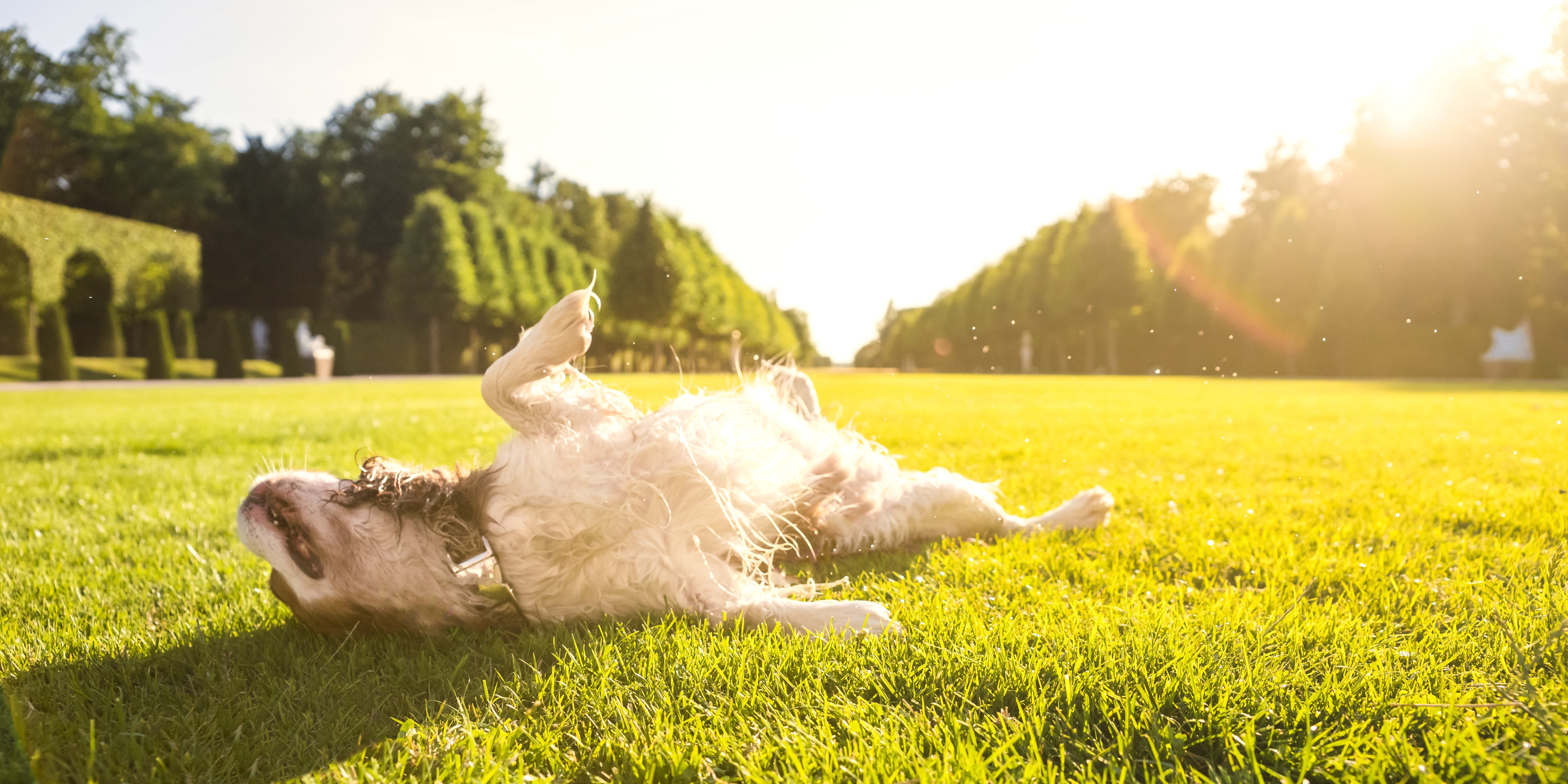 Under the sun dog food petco discount