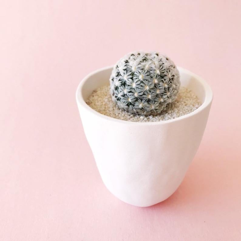 Adelina Cactus Plant and Handmade Ceramic Planter