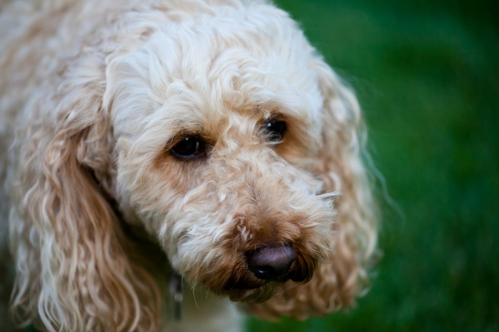 Cute Pictures of Labradoodles