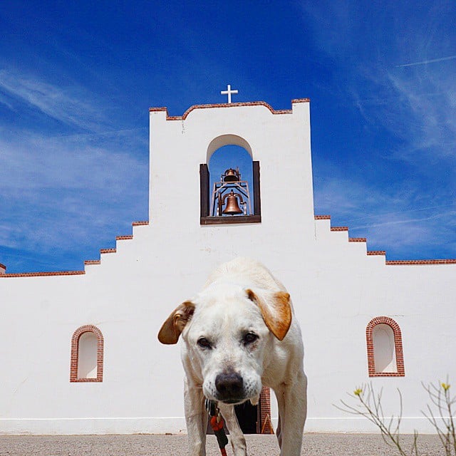 Poh the Dog Cross-Country Road Trip