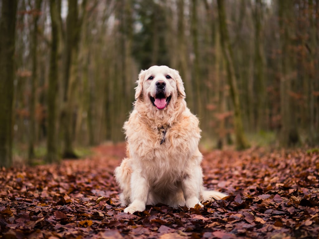 Cute Photos of Dogs in the Fall