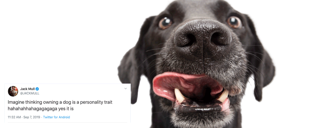 Funny Tweets Only Dog Owners Will Relate To