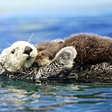 Mama Otter Holding Baby Otter | Photos That Will Totally Make You Happy
