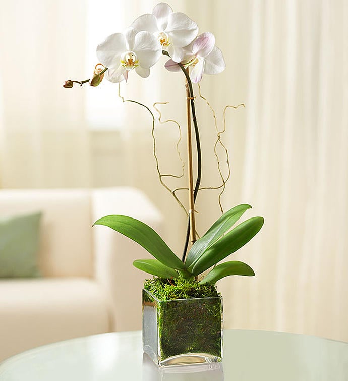 Orchid Plant