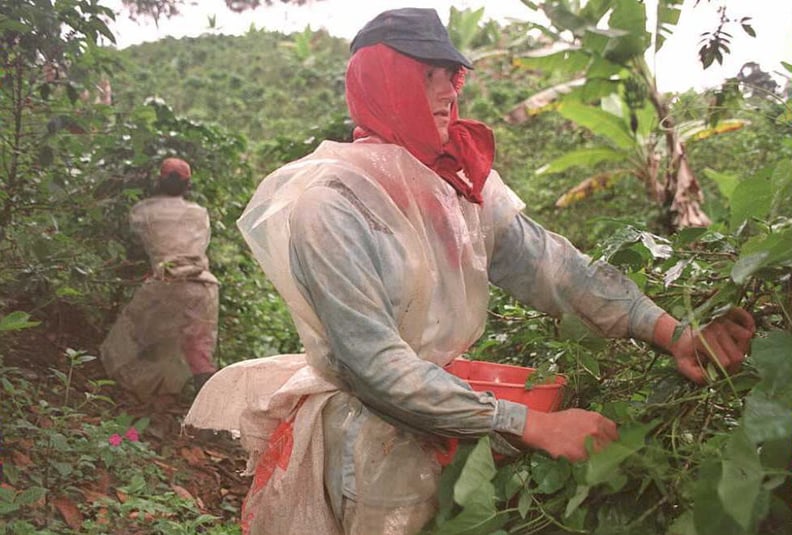 Coffee cherries are picked at the time of harvest.