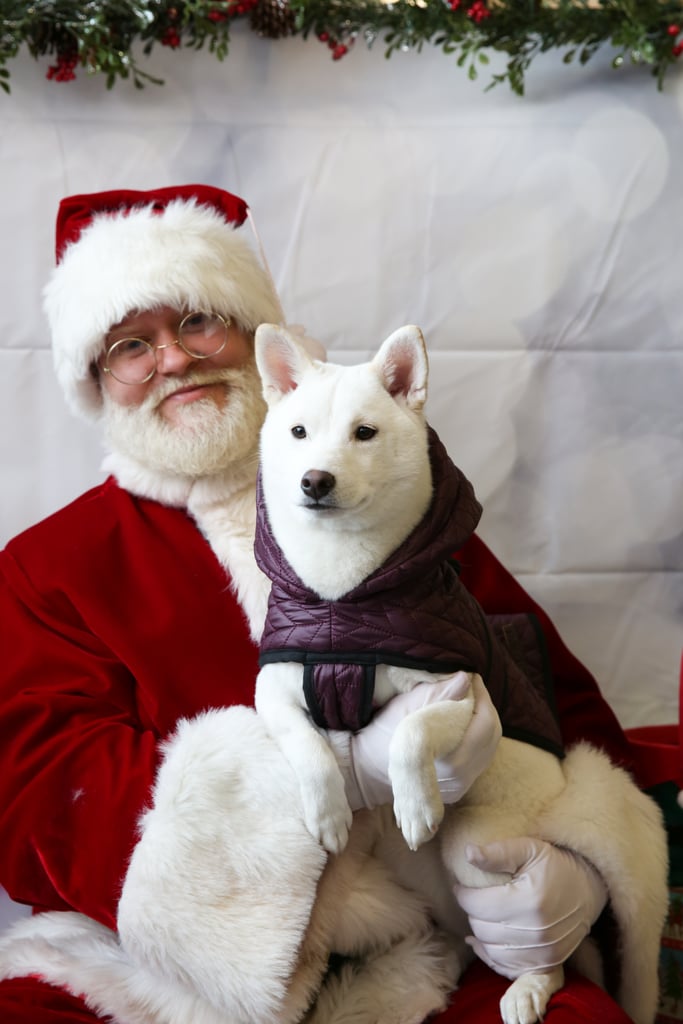 Pets Meeting Santa