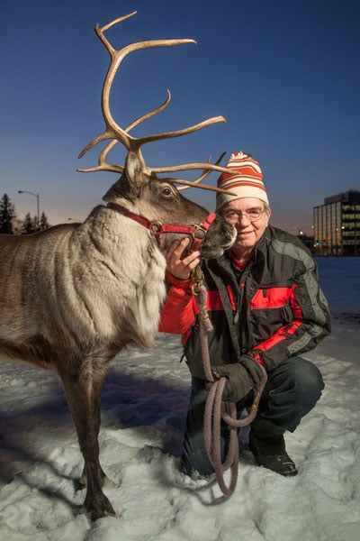 Reindeer in Alaska
