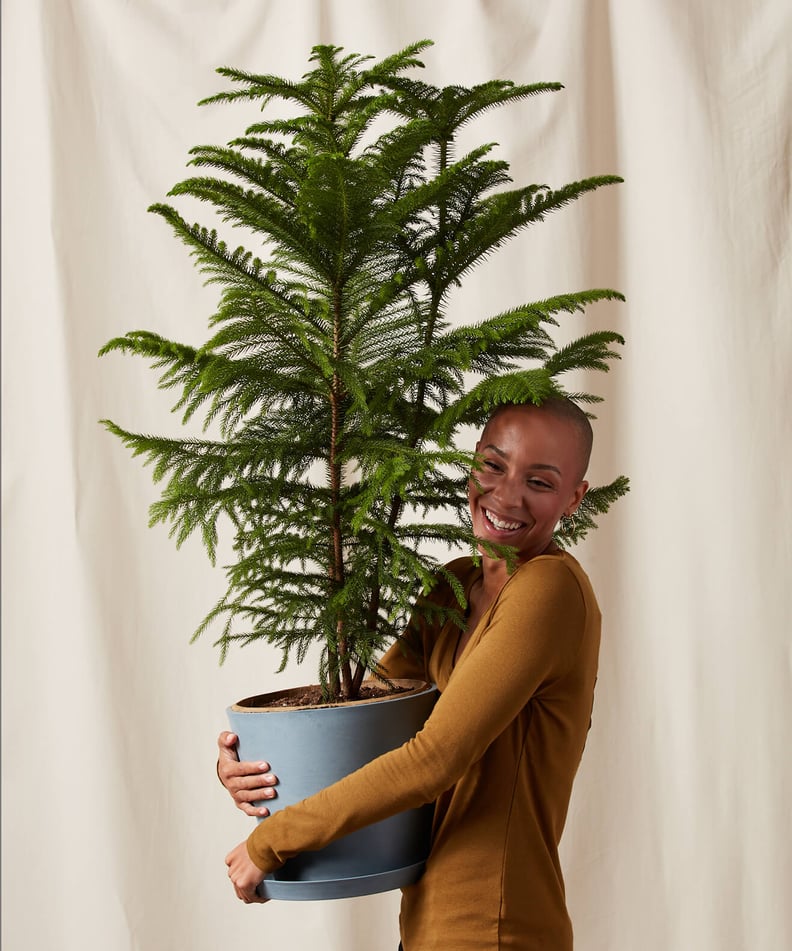 Bloomscape Potted Norfolk Pine Indoor Plant