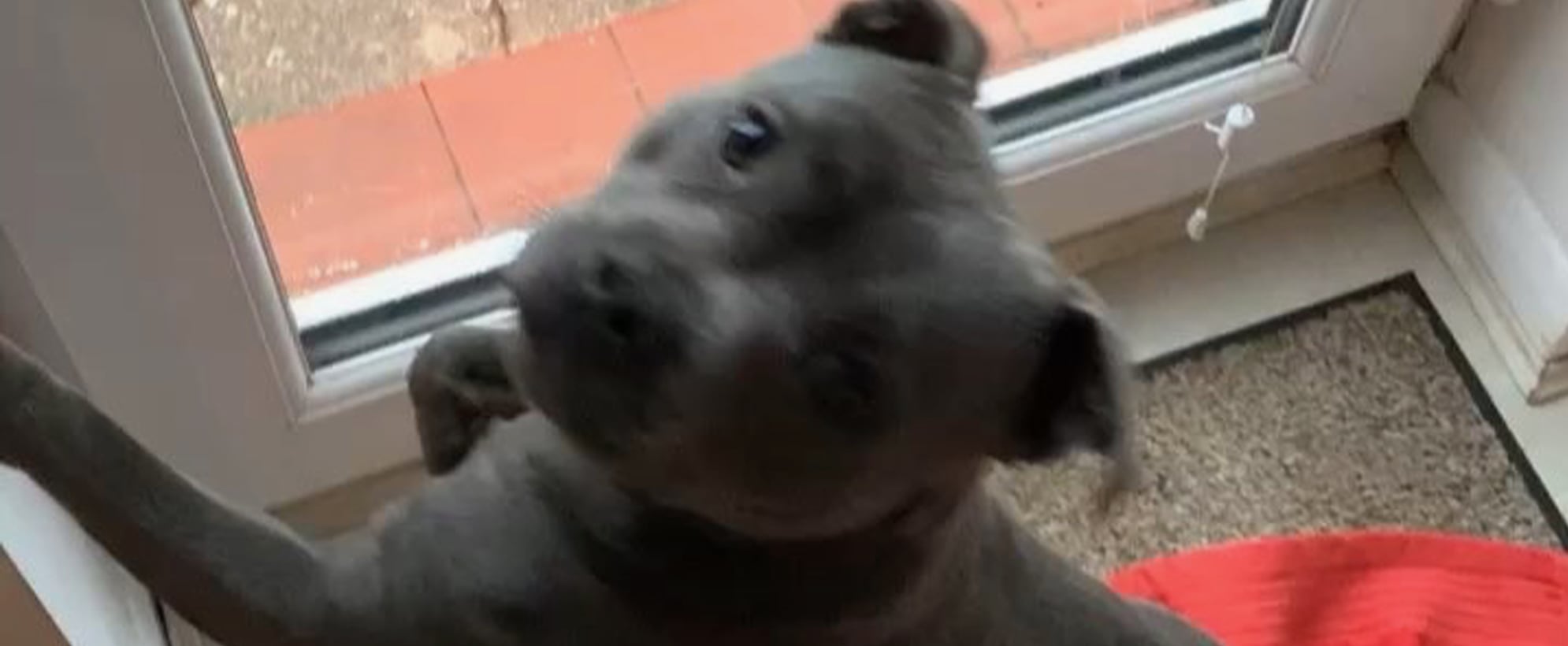 pit bull playing around in the hail