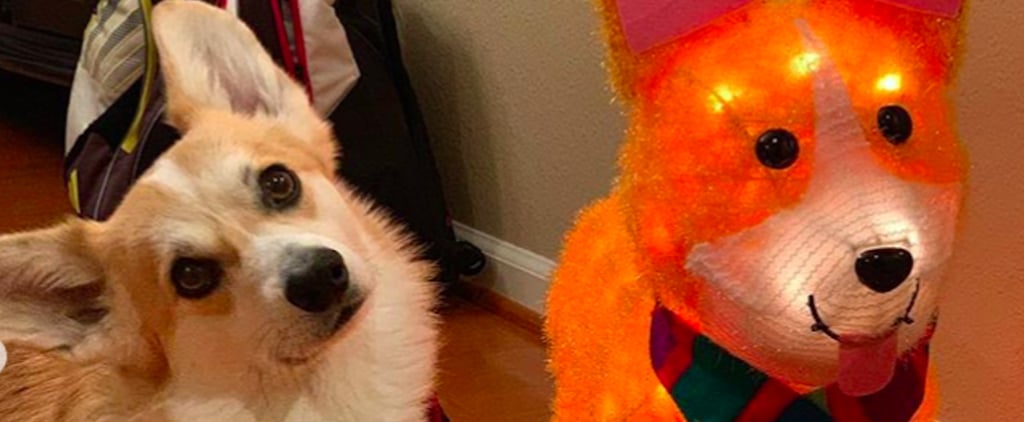 Cute Pictures of Corgis With Corgi Halloween Lamps