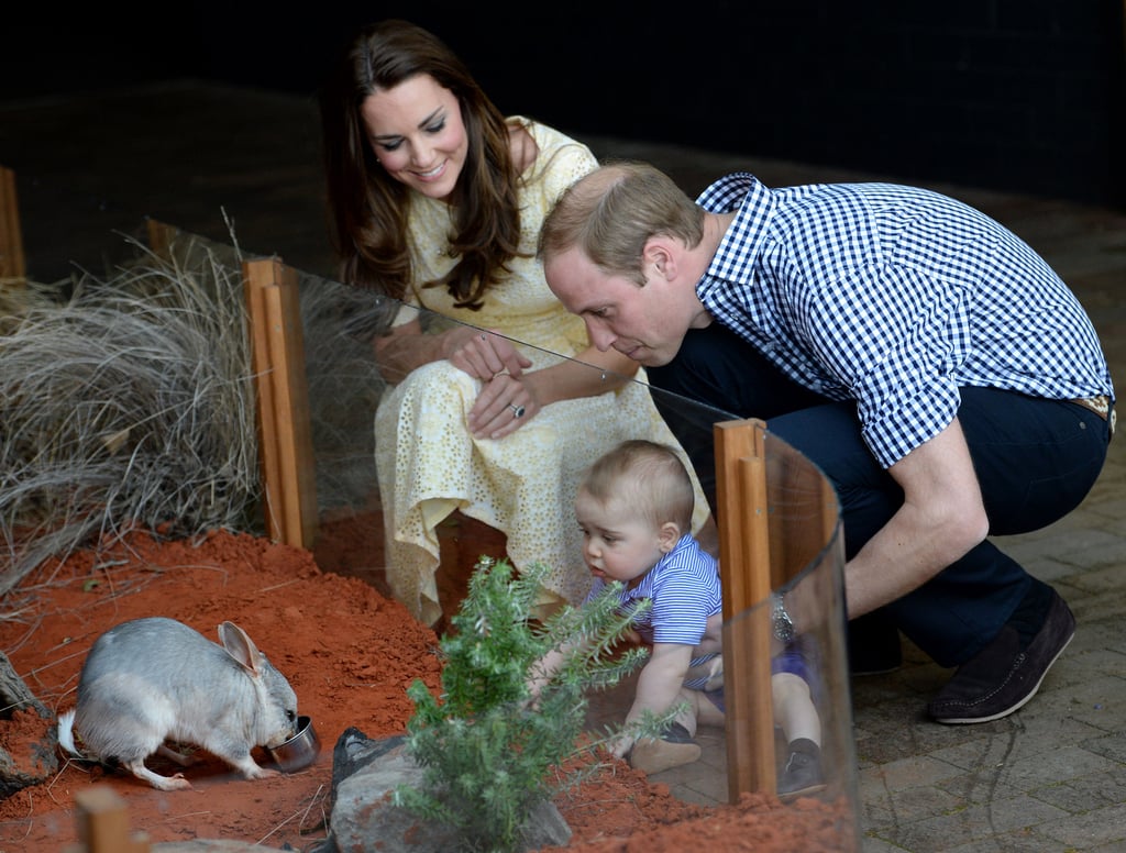 William, Kate, and George met the bilbies in Australia during their 2014 visit.