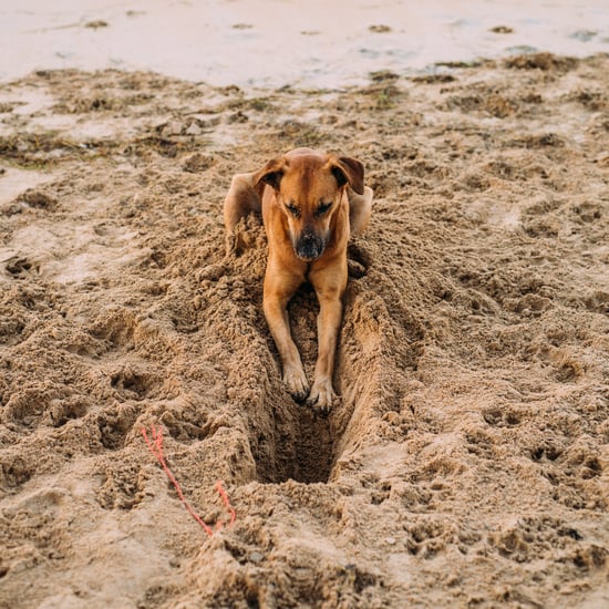 How to Get a Dog to Stop Digging