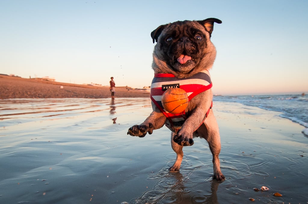 Cute Pictures of Pugs