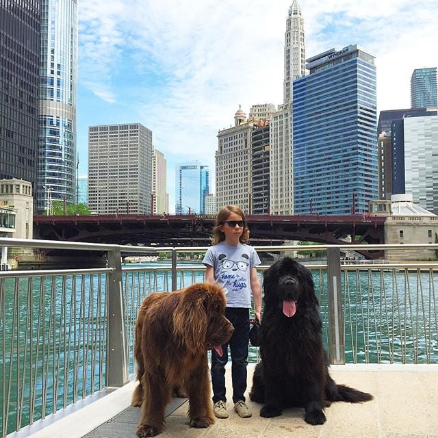 Photos of Boy With His Dogs and Horse