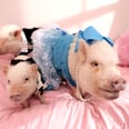 Here's What It's Like to Own America's Most Pampered Pigs
