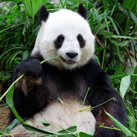 Tinder For Pandas