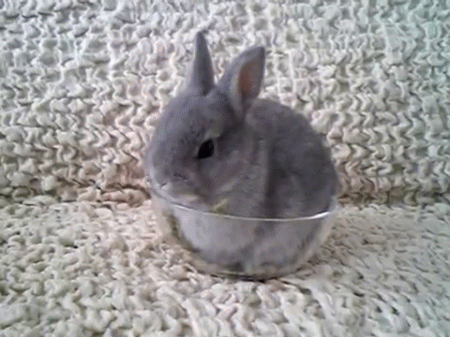 A bunny inside of a bowl.