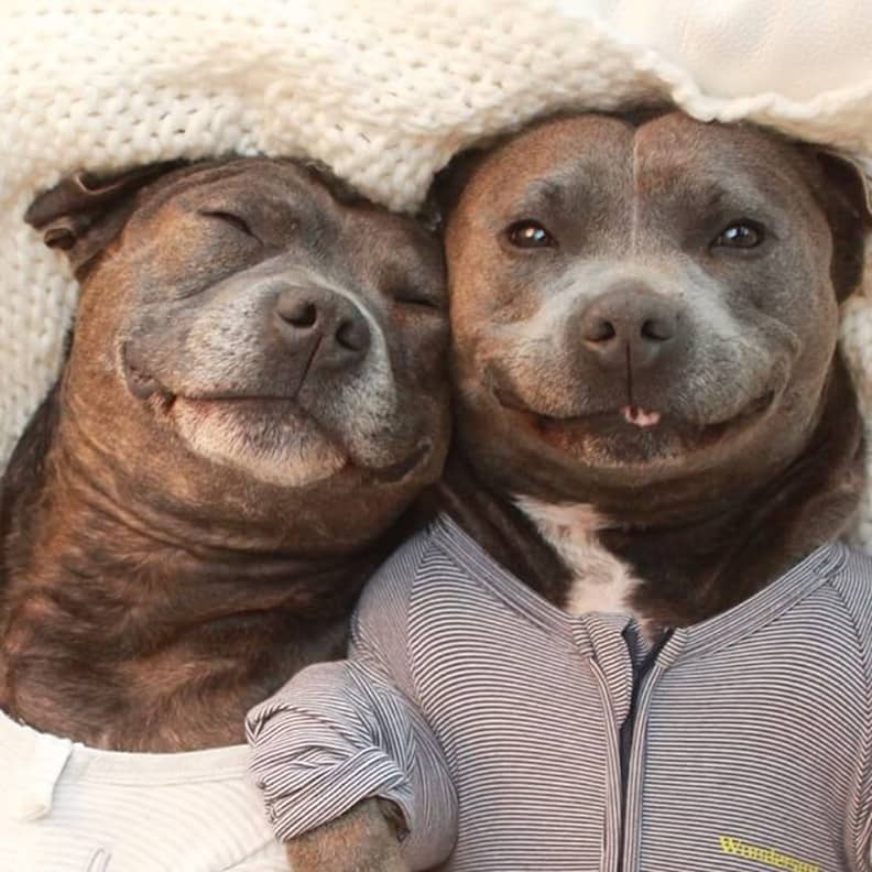 Pit Bulls in Pajamas POPSUGAR Pets