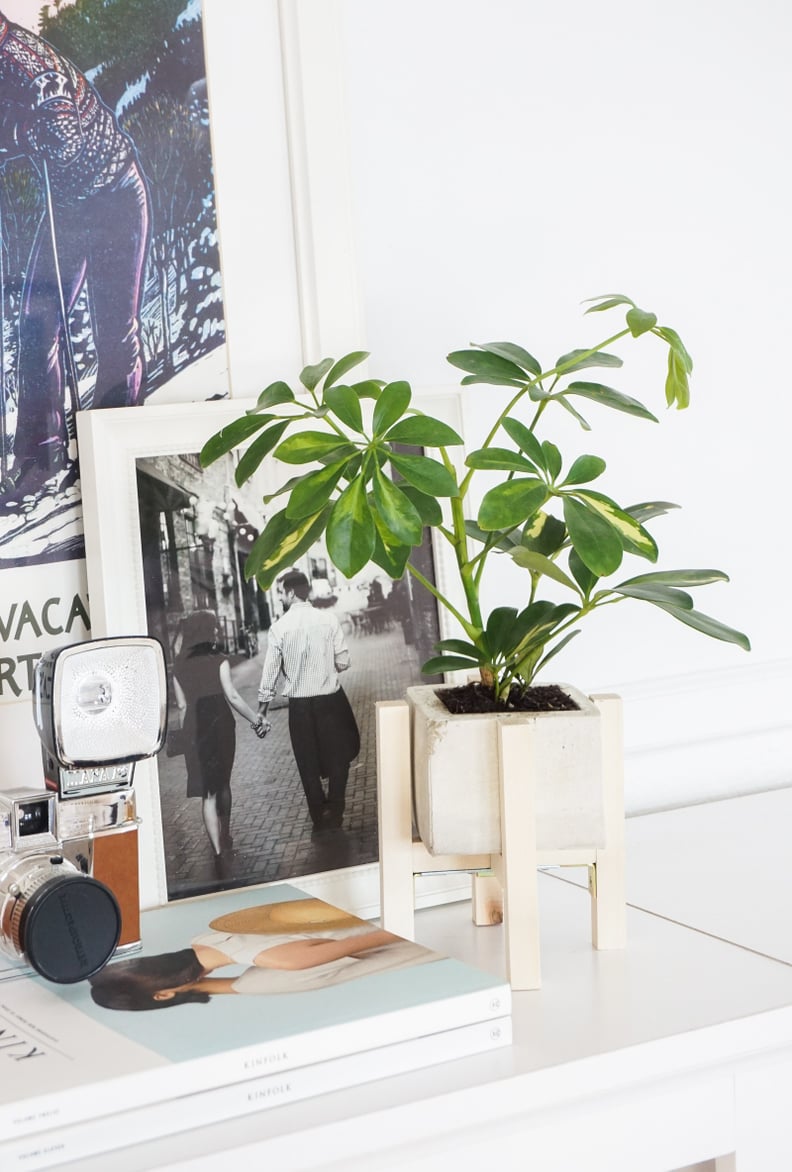 DIY Concrete Planter and Stand