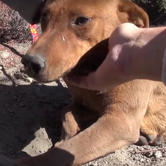 Dogs Rescued From Mountainside | Video