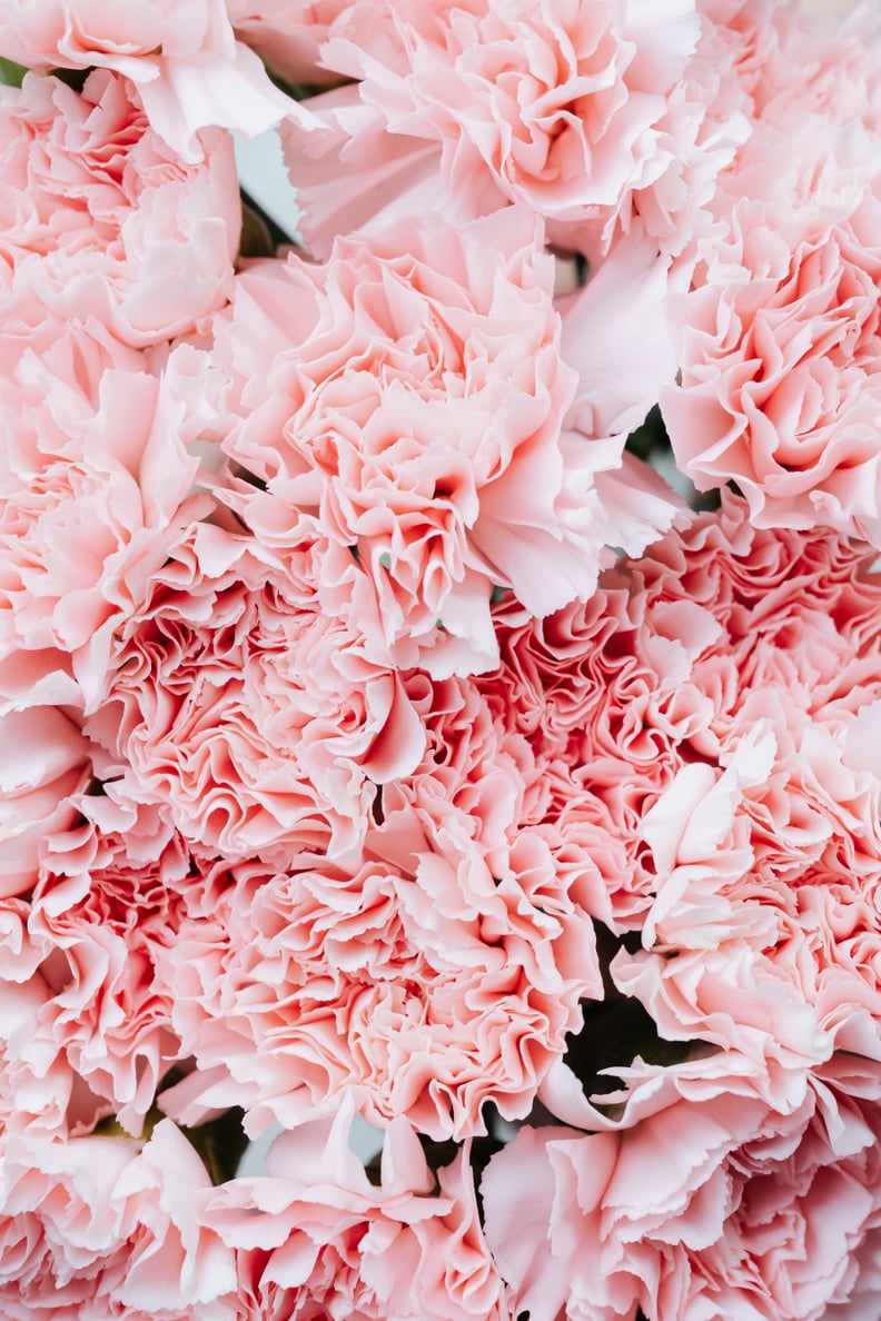 粉色花朵iPhone墙纸