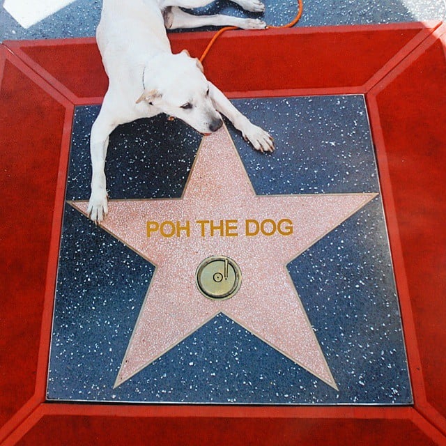 Poh the Dog Cross-Country Road Trip
