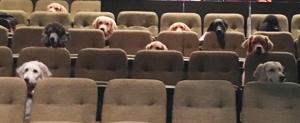 Service Dogs at Live Billy Elliot Performance
