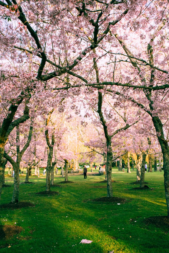 Pretty Photos of Cherry Blossoms