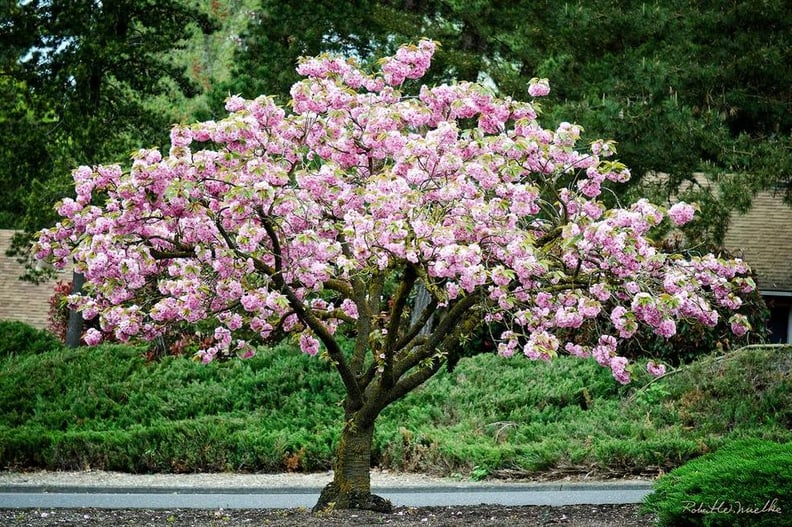 Kwanzan Cherry Blossom Tree Bare Root