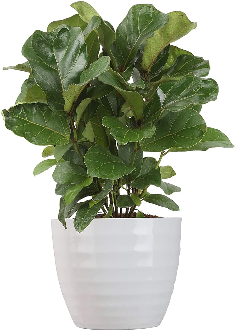 An Indoor Plant: Costa Farms Ficus Lyrata, Little Fiddle Bambino Indoor Plant