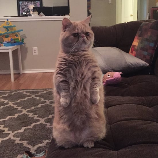 Cat Standing on Two Feet