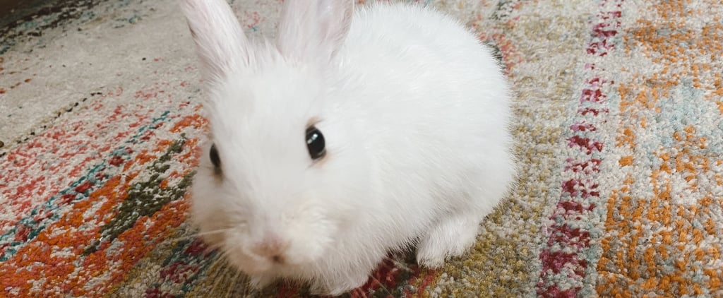 I Adopted a Bunny Amid the Coronavirus