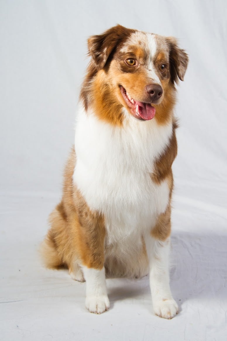 Shepherd breeds akc online