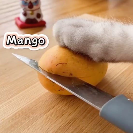 Cat Chef on TikTok Shares Easy Food and Drink Recipes