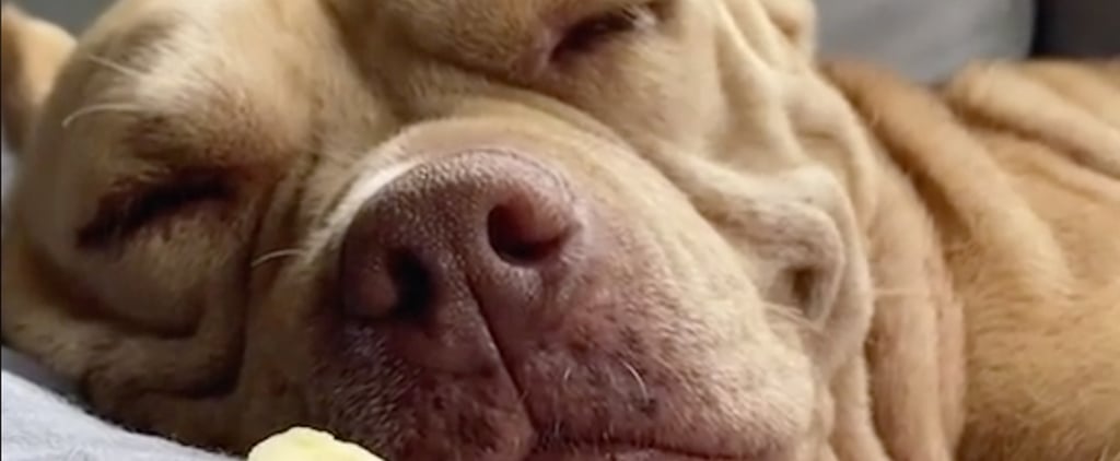 25 TikTok Videos of Dogs Waking Up to Their Favorite Snacks