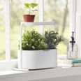7 Indoor Garden Kits You Can Get to Flex Your Green Thumb