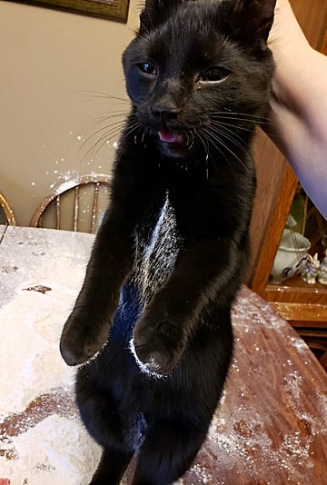 Cat Ruins Mom's Elf on the Shelf Making Flour Snow Angels