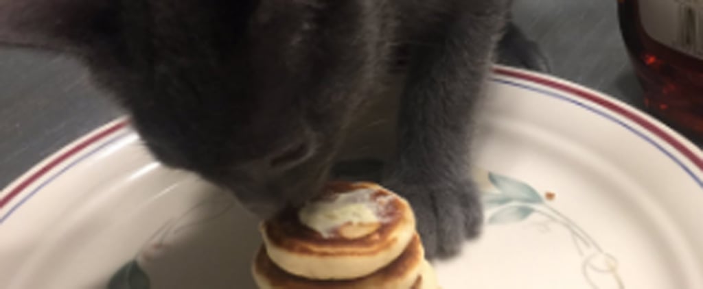 Boyfriend Makes Tiny Pancakes For Kitten