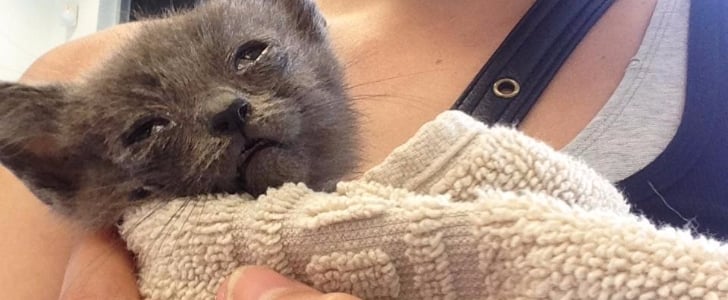 Abandoned Cat Nursed Back to Health