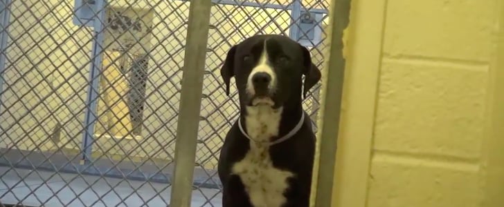 Dog Does Happy Dance After Being Rescued
