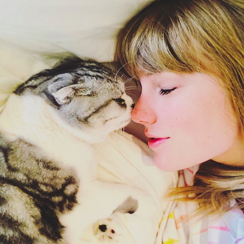 Pictures Of Taylor Swift With Her Cats Popsugar Celebrity 