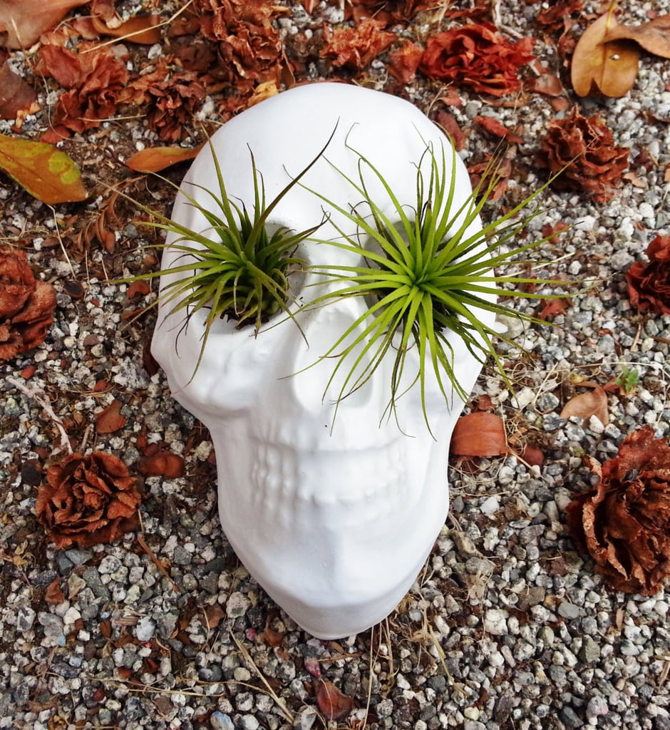 Place two of your favorite plants in the empty eye sockets of this semicreepy plant pot ($42).