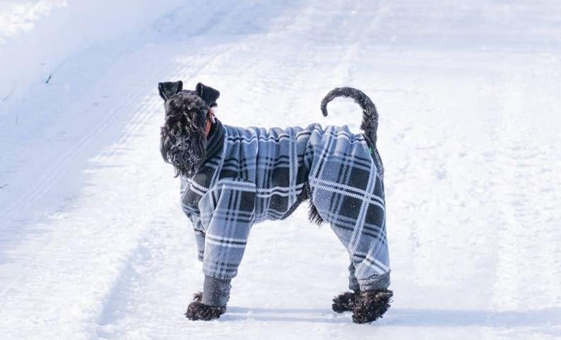 dog winter coat uk