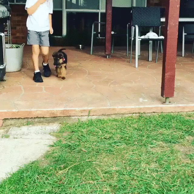 Cute Dog GIFs