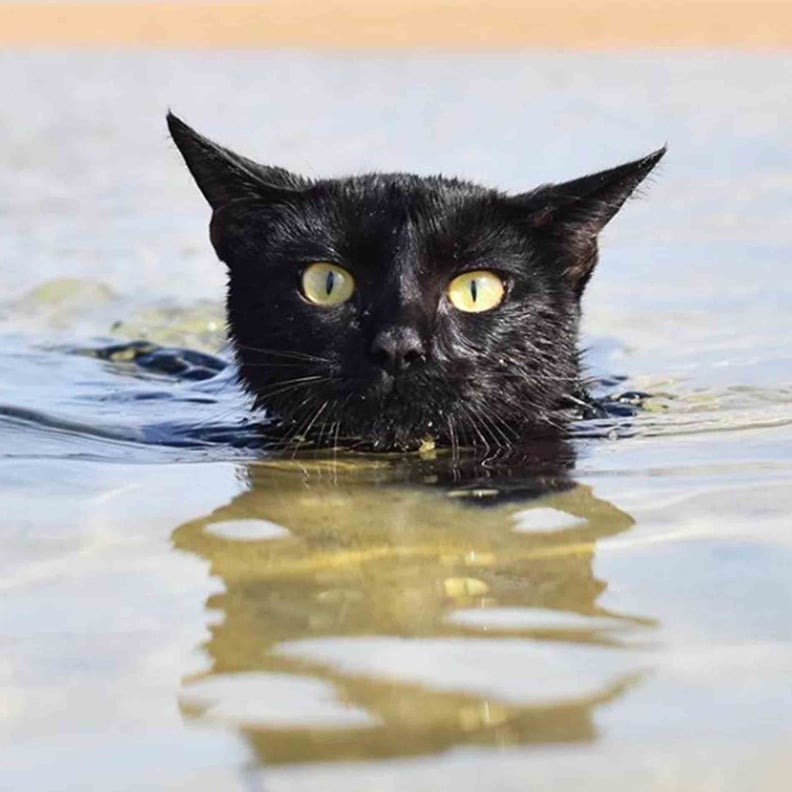 This Adorable Kitty Absolutely LOVES the Ocean, and I'm Sorry, Say What?