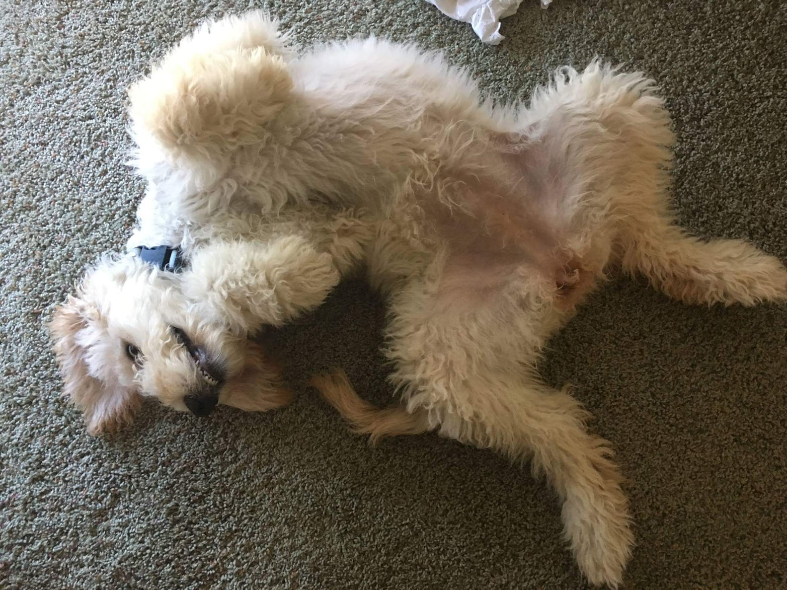 Cute Pictures of Goldendoodles POPSUGAR Pets