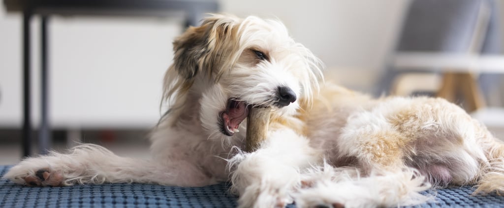 The Best Raw Bones for Dogs to Chew On, According to Vets