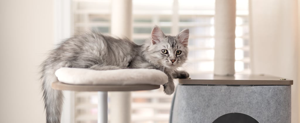 Stylish Cat Trees That Work With Modern Home Decor