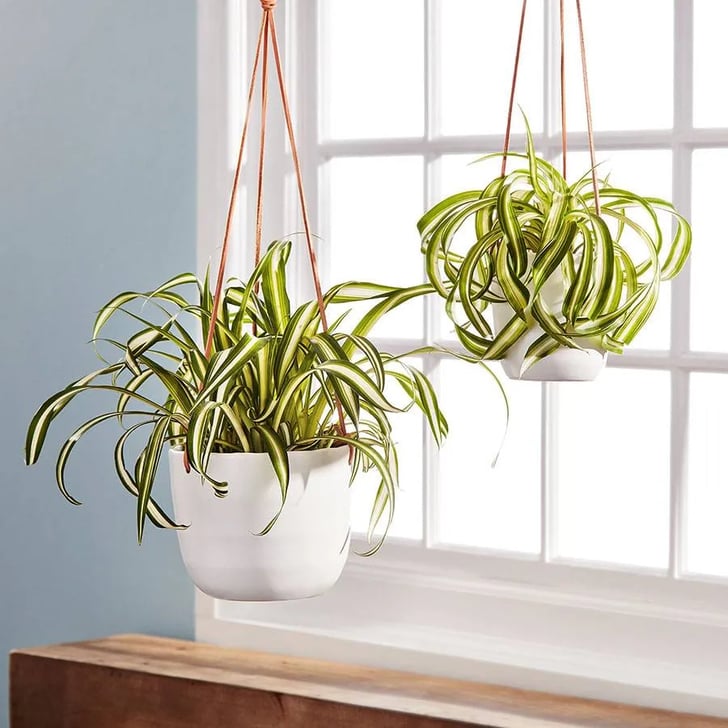Spider Plant Best Plants For Hanging Planters POPSUGAR Home Photo 6